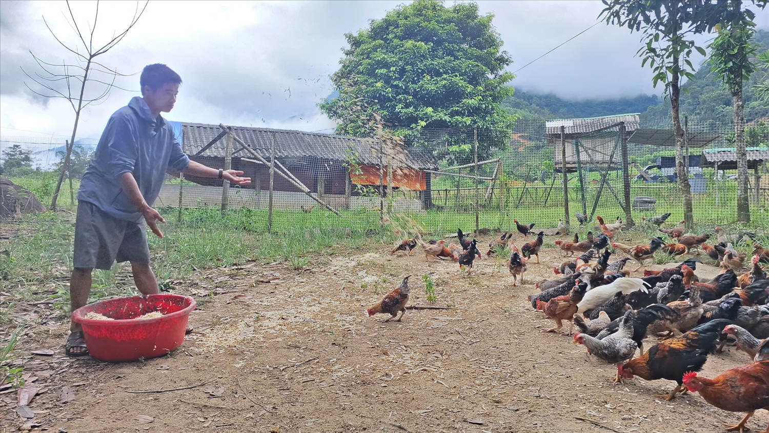 Anh Quang Văn Trung chủ động ứng dụng công nghệ số và đã thành công với mô hình nuôi gà sạch (Ảnh: Phạm Tiến). 