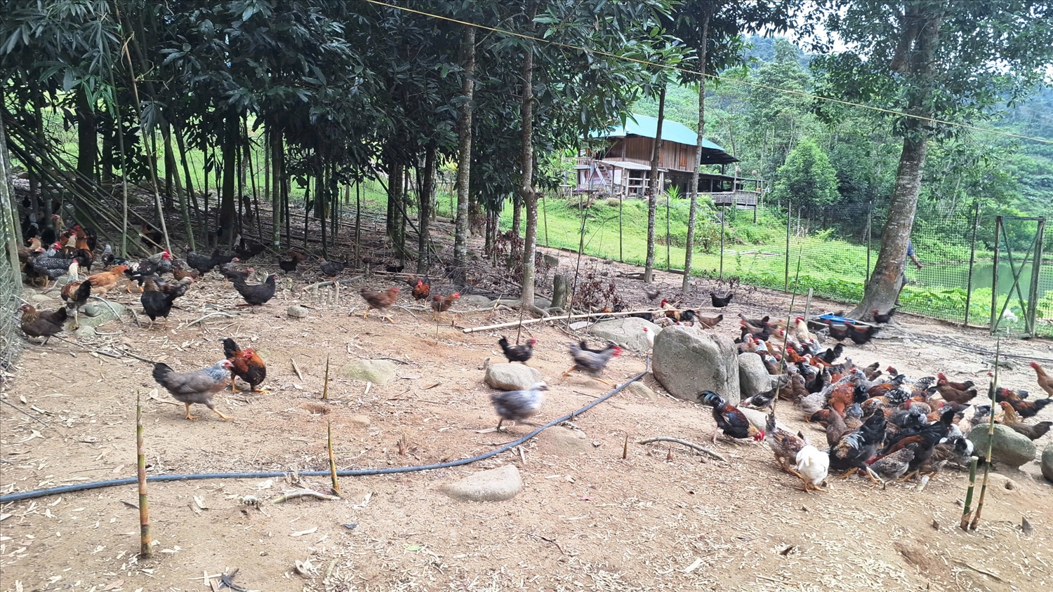 Mô hình nuôi gà sạch ở bản Pục đã được nhiều người biết đến thông qua các trang mạng xã hội. Ảnh: (Phạm Tiến)