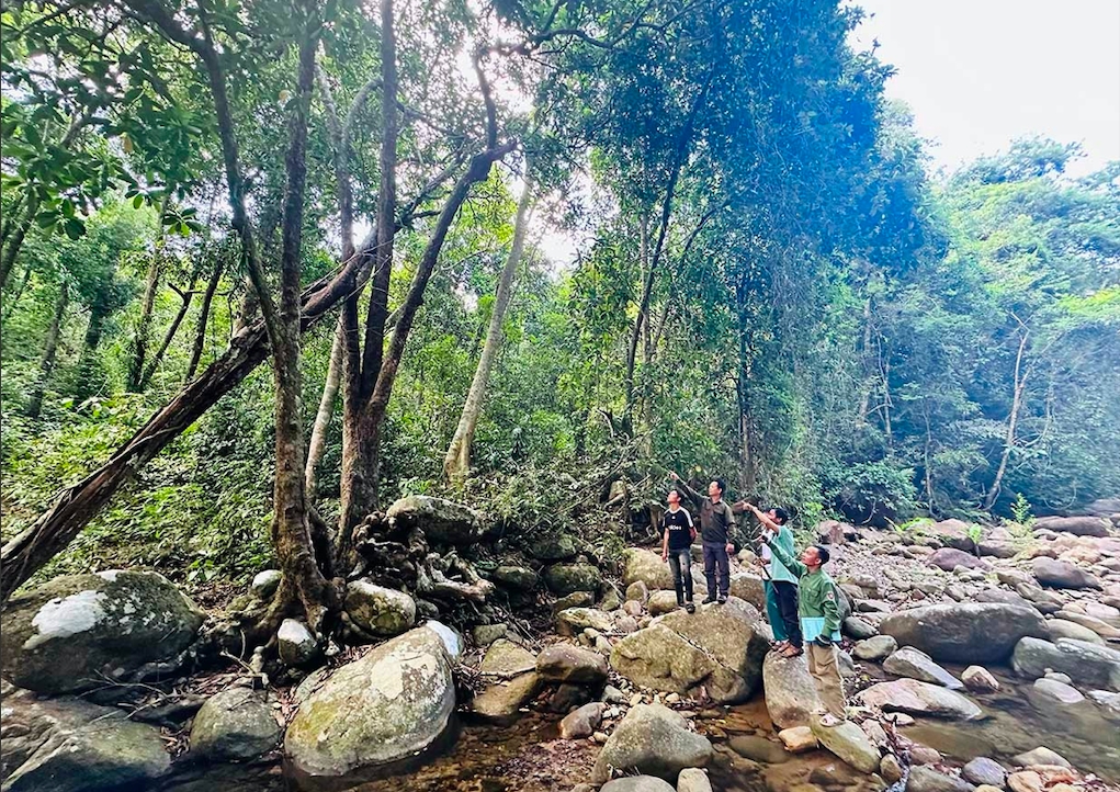 Màu xanh bao phủ những cánh rừng được giao khoán cho người dân quản lý, bảo vệ. (Ảnh: D.Đ)