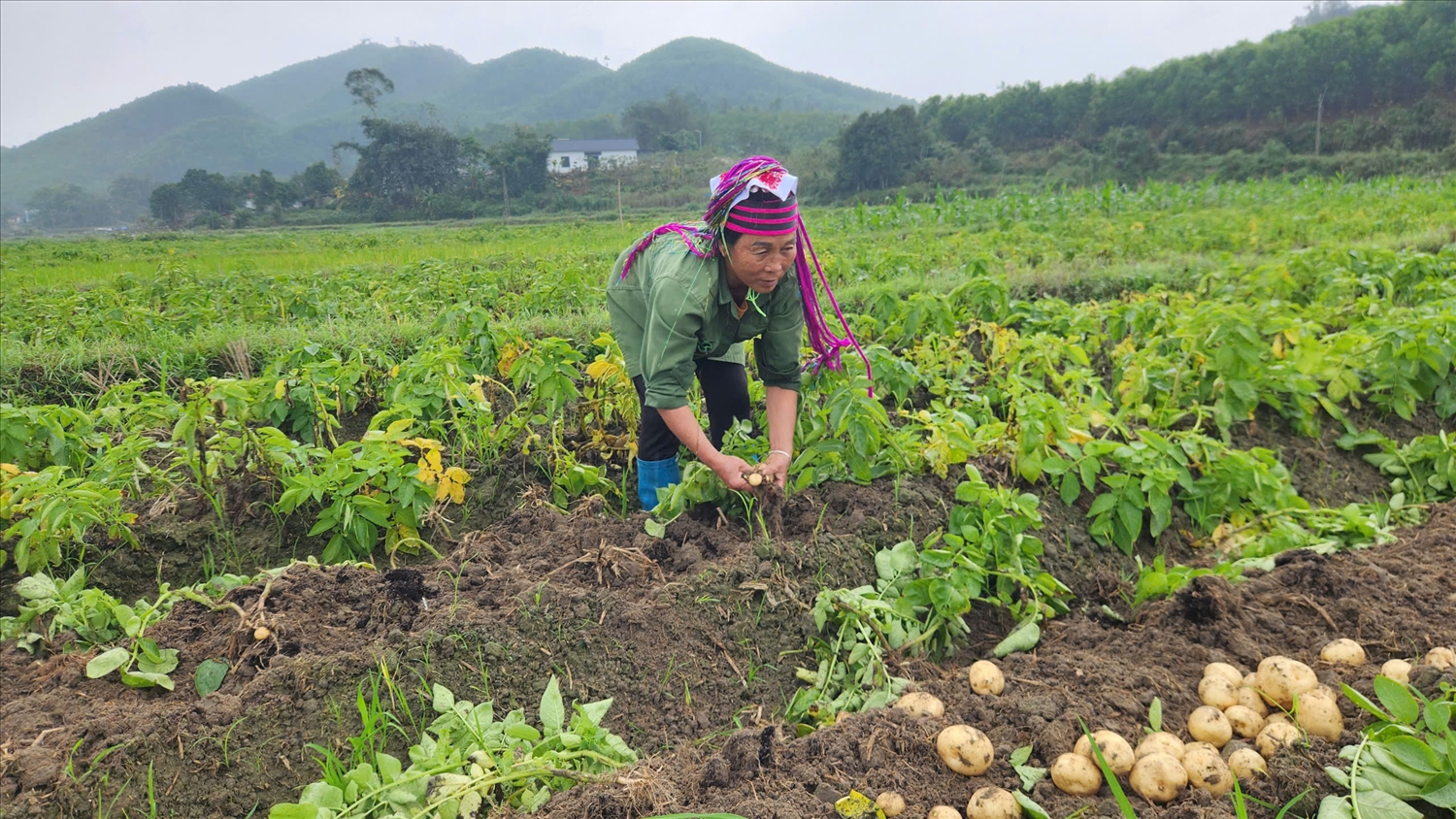 Bà con bản Cấu Lìm phấn khởi thu hoạch khoai tây Atlantic