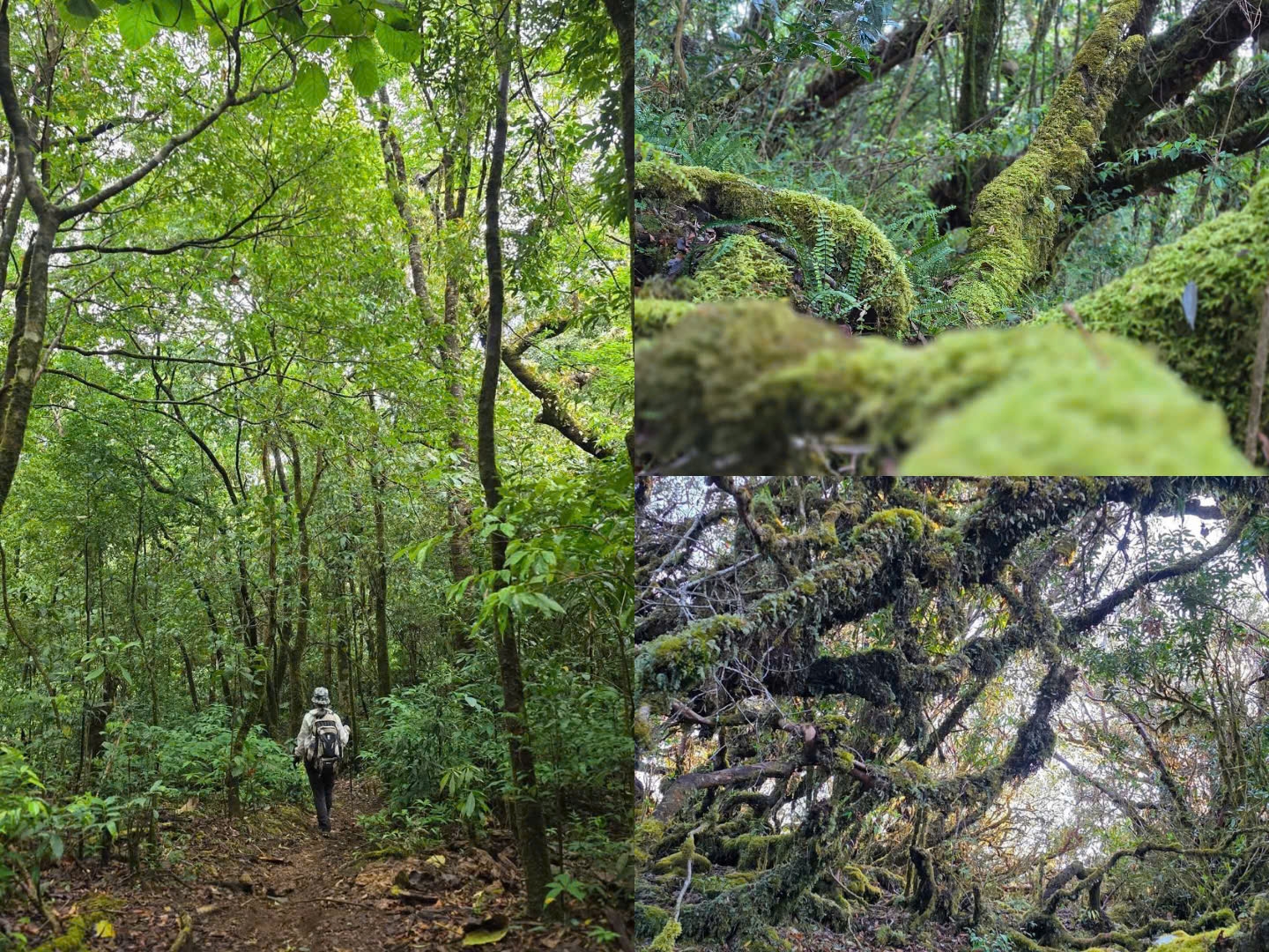 Trong hành trình khoảng 5km đi bộ, du khách sẽ đi qua những cánh rừng nguyên sinh và chiêm ngưỡng nhiều cây cổ thụ được bao bọc bởi những lớp rêu xanh
