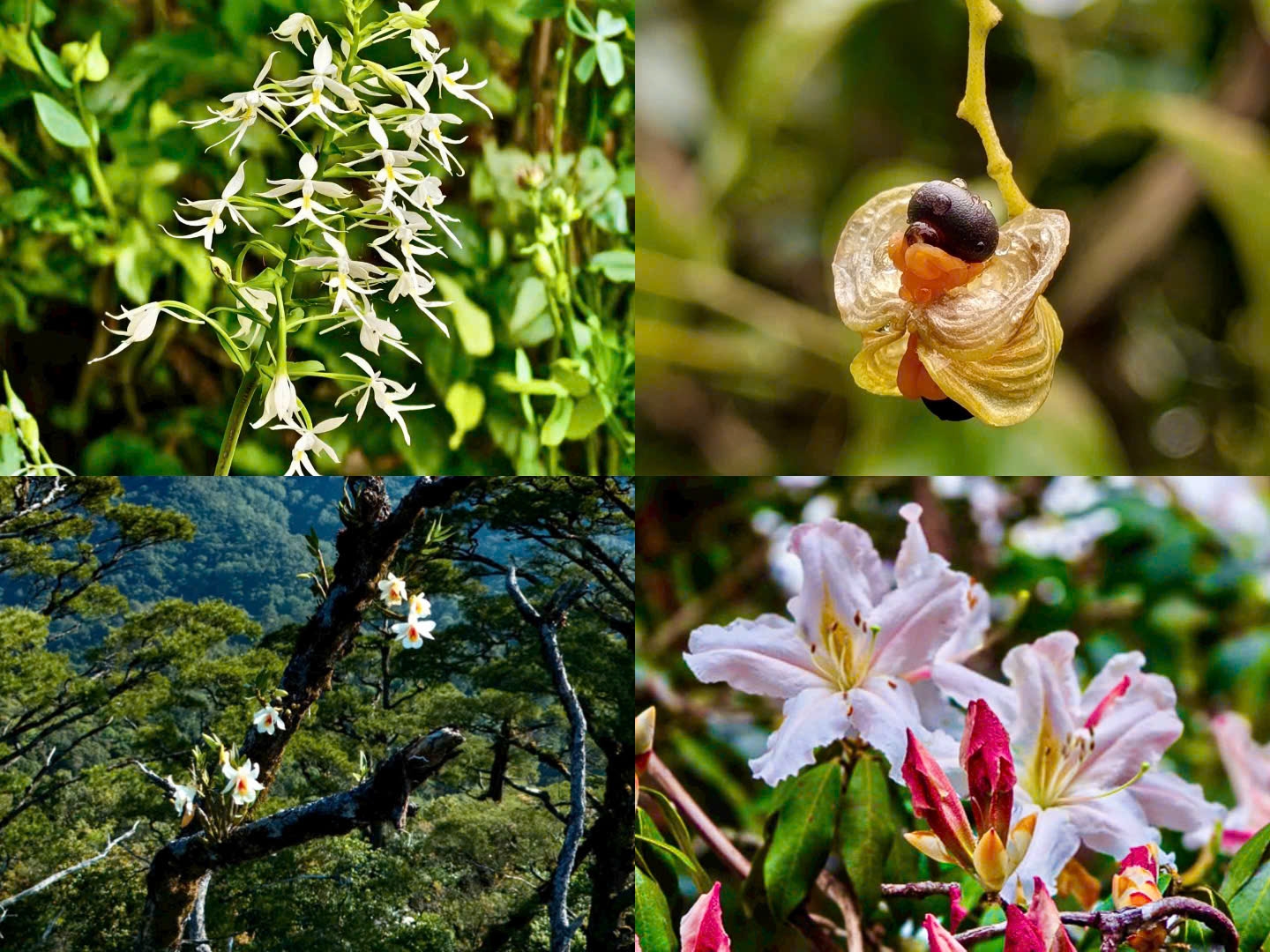 Trên đỉnh núi Ngọk Pâng du khách sẽ được chiêm ngưỡng nhiều loài hoa đặc trưng của núi rừng Tây Nguyên