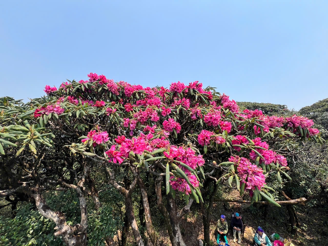 Hoa đỗ quyên bung nở trên Pu Ta Leng (Ảnh Trọng Bảo)