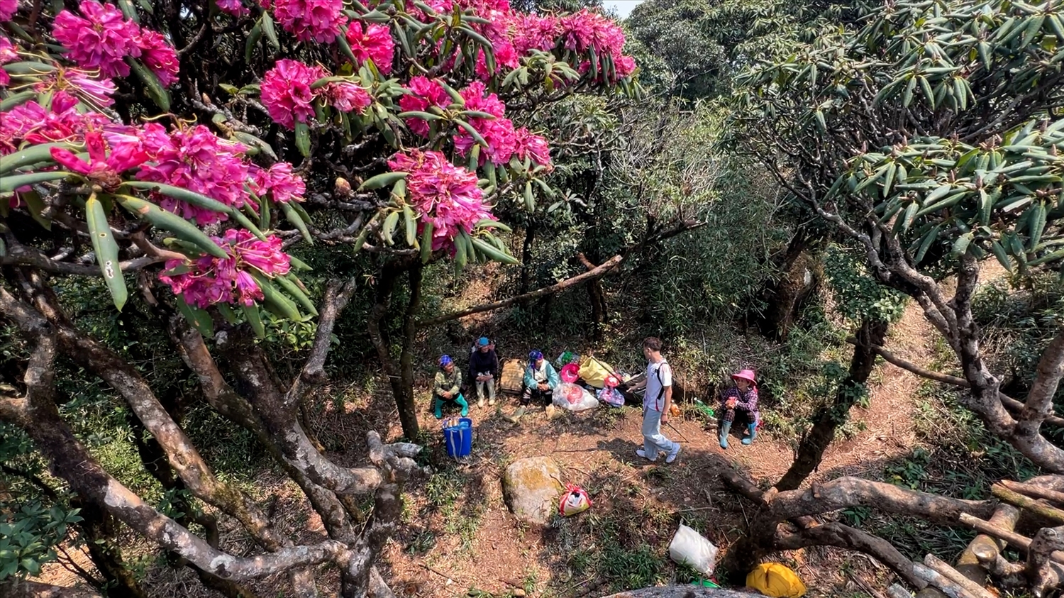 Phút nghĩ ngơi dưới tán đỗ quyền trên đường chinh phục đỉnh Pu Ta Leng (Ảnh Trọng Bảo)