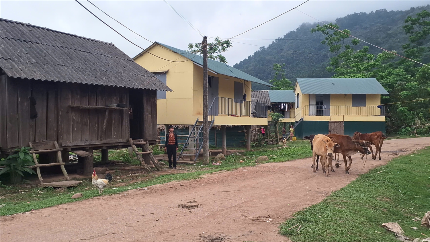 Để hỗ trợ sinh kế cho bà con, năm 2025, cả bản K Ai được cấp 60 con bò giống (Ảnh: Phạm Tiến)