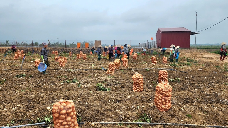 Bộ Tài chính cho biết, đã rà soát các cơ chế, chính sách hỗ trợ trong lĩnh vực nông nghiệp, nông thôn nhằm bảo đảm đồng bộ, tránh trùng lặp, chồng chéo (Ảnh TL).