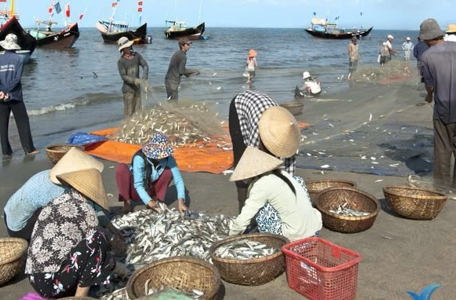 Đi chợ hải sản cùng ngư dân trên đảo