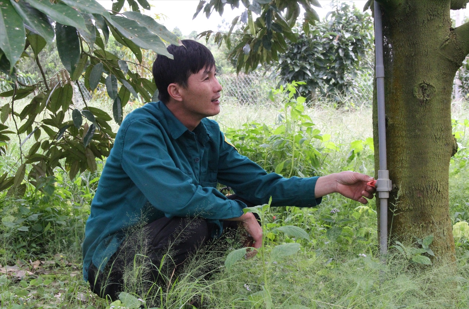 Thích ứng với giá nhiên liệu nông dân Tây Nguyên dần chuyển sang mô hình tưới nhỏ giọt, tưới béc gốc, tưới phun mưa tự động