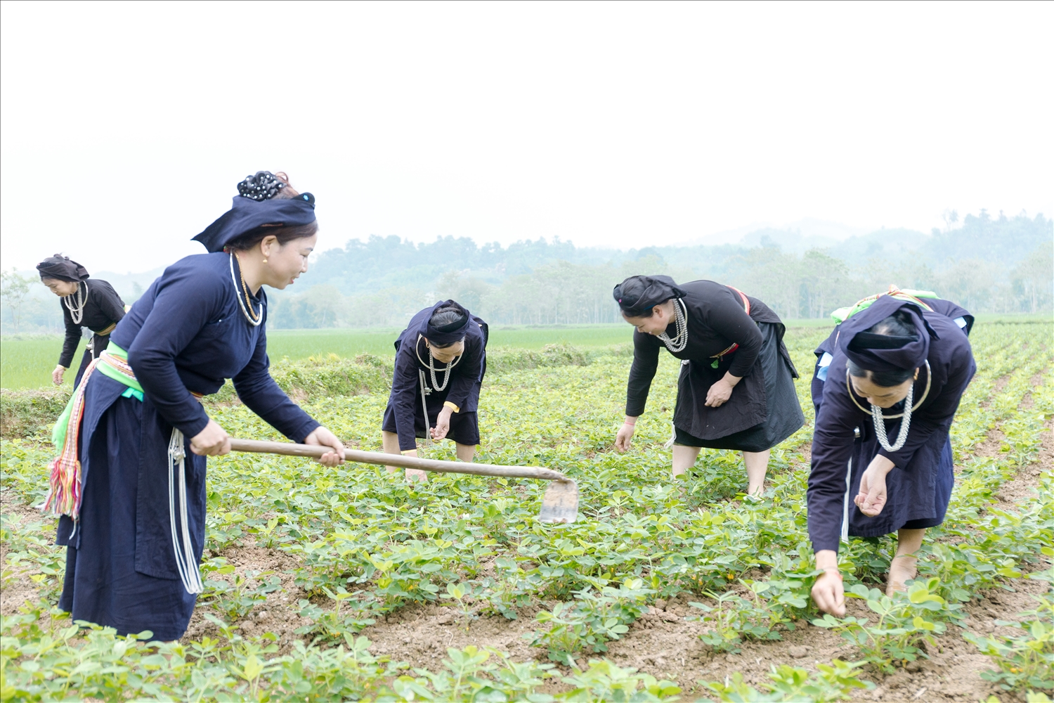 Chị em phụ nữ trong Hội cùng hỗ trợ nhau trồng những cây chủ lực để phát triển kinh tế.