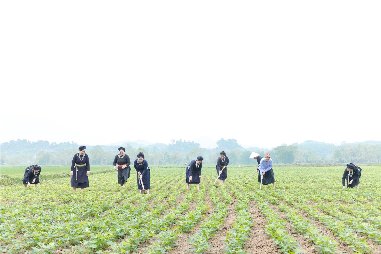 Những ngày mùa, hình ảnh các nàng dâu cùng nhau lên nương, xuống rẫy đã trở nên quen thuộc
