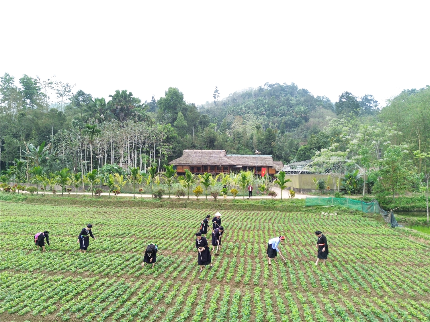 Các thành viên Hội nàng dâu tự quản họ Nguyễn Bảo Quang cùng nhau đổi công lao động, hỗ trợ sản xuất, tăng thu nhập cho gia đình
