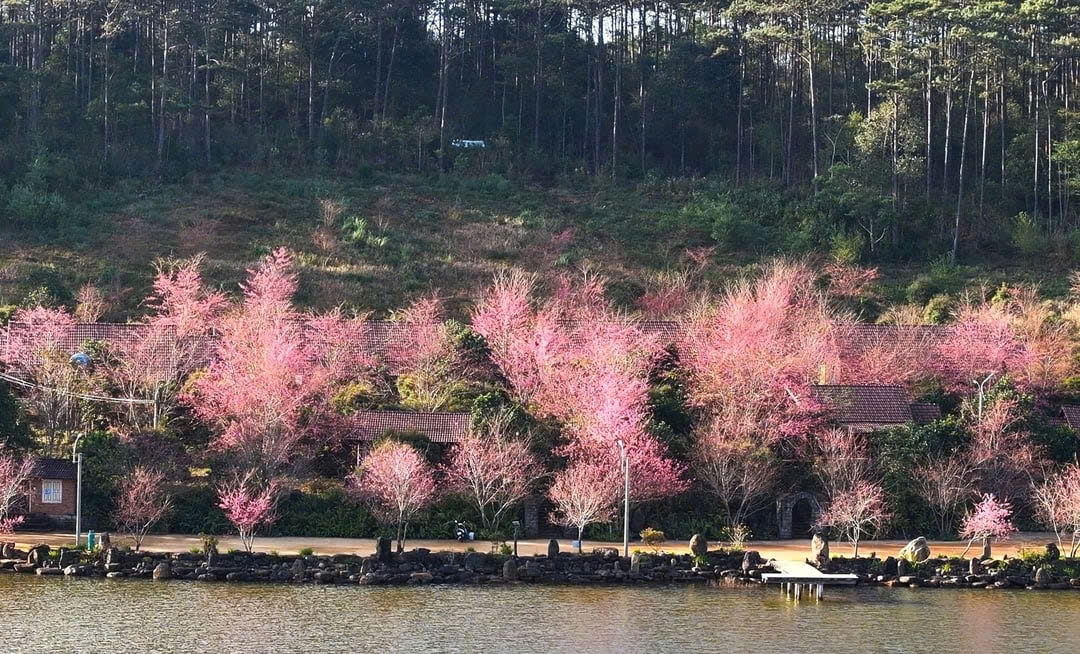 Mai anh đào nở rộ tại Măng Đen (ảnh ST)