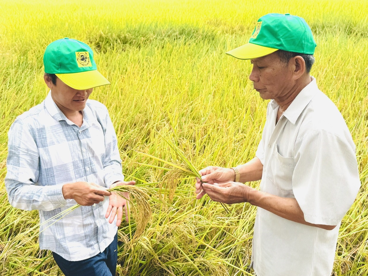 Thực hiện Đề án 1 triệu ha lúa chất lượng cao, năng suất lúa của người nông dân tăng mạnh. (Ảnh: HC)