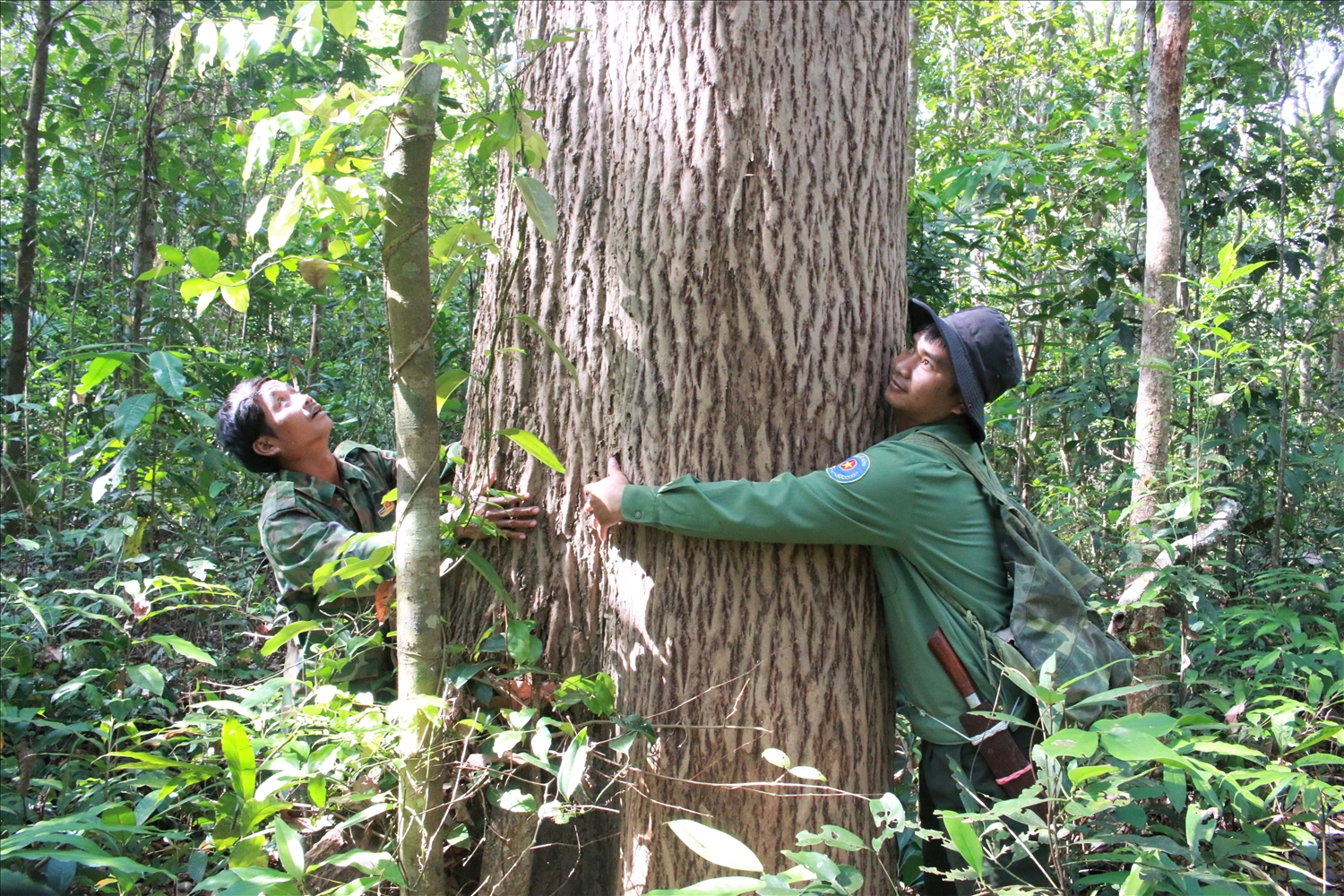 Các thành viên trong tổ tuần tra rừng của làng Ba Rờ Gốc bên một cây rừng cổ thụ. (Ảnh: Ngọc Chí)