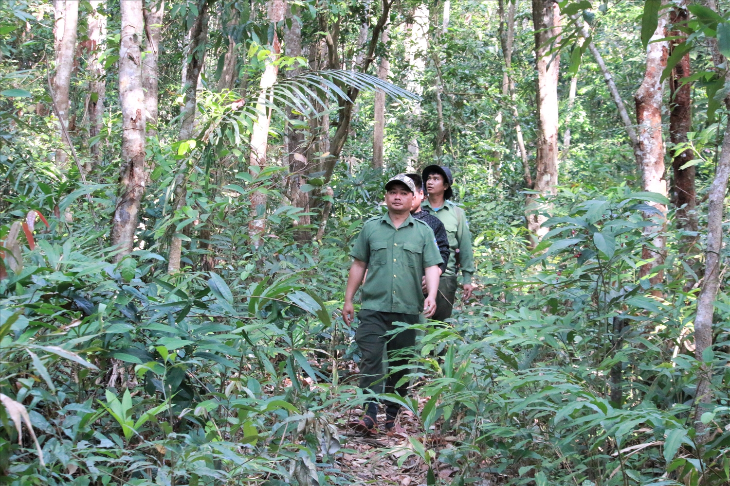 Các cộng đồng vẫn đang ngày đêm tuần tra giữ rừng, đảm bảo rằng màu xanh của Vườn quốc gia Chư Mom Ray sẽ còn mãi. (Ảnh: Ngọc Chí)