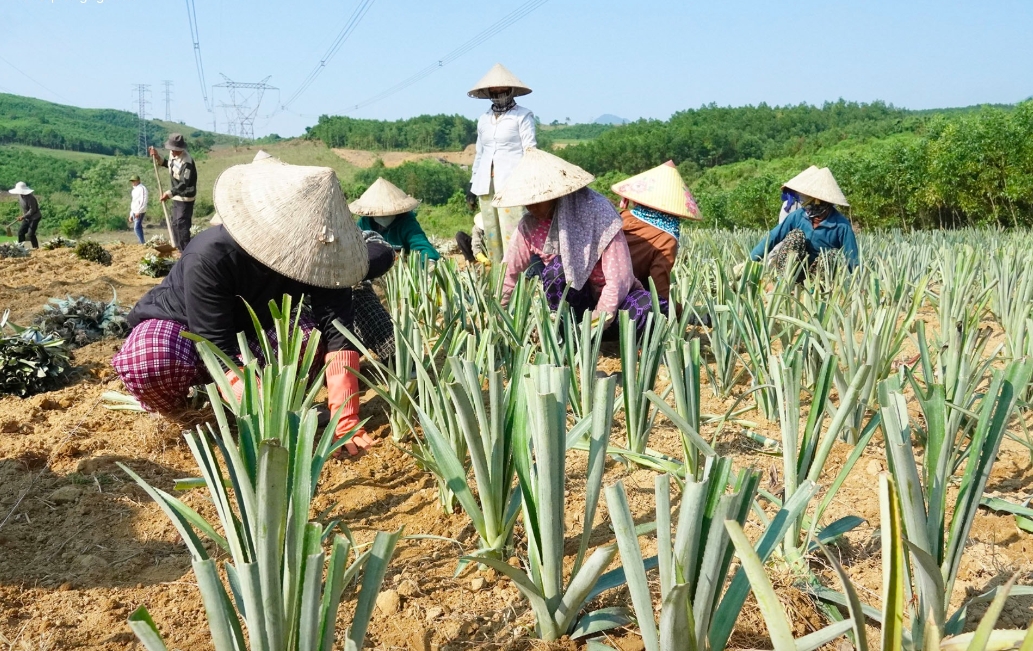 Mô hình trồng dứa mở ra hướng đi mới đầy triển vọng cho nông dân vùng cao. (Ảnh T.N)