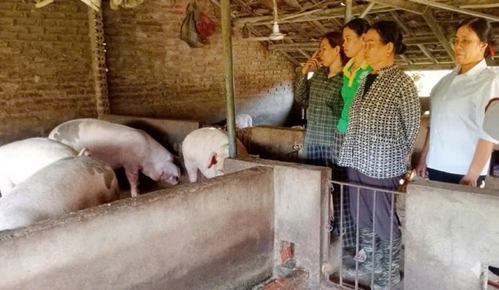 Hội viên Hội LHPN thôn Điền Xá (Đặc khu Vân Đồn) viên tham quan mô hình chăn nuôi lợn thịt của gia đình chị Hà Thị Hương