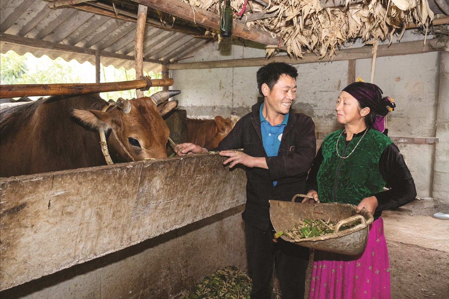 Từ nguồn vốn của Chương trình MTQG 1719, nhiều hộ dân tại Tuyên Quang đã được hỗ trợ phát triển mô hình sinh kế phù hợp. Ảnh: Vũ Mừng