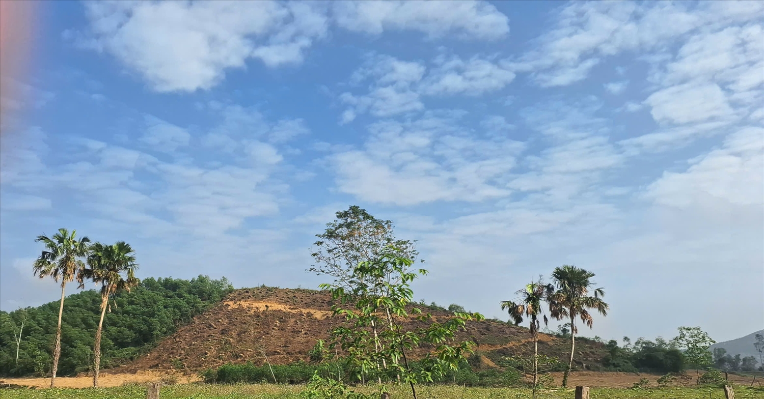 Những cánh rừng đã được dọn thực bì, đào hố để chuẩn bị trồng vụ Xuân (Ảnh: Phạm Tiến)