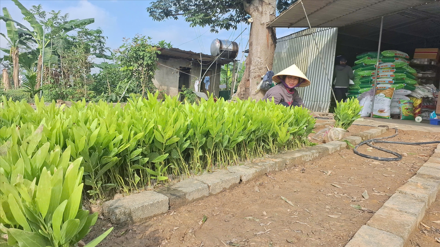 Ngay từ những ngày đầu năm, các chủ vườn ươm giống keo đã phải làm việc hết công suất (Ảnh: Phạm Tiến)