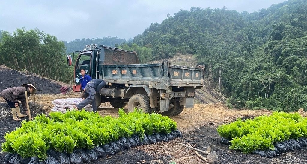 Dự kiến, đến hết tháng 4/2026 tỉnh Nghệ An sẽ hoàn thành kế hoạch trồng mới 9.500ha rừng vụ xuân (Ảnh: Xuân Hoàng)