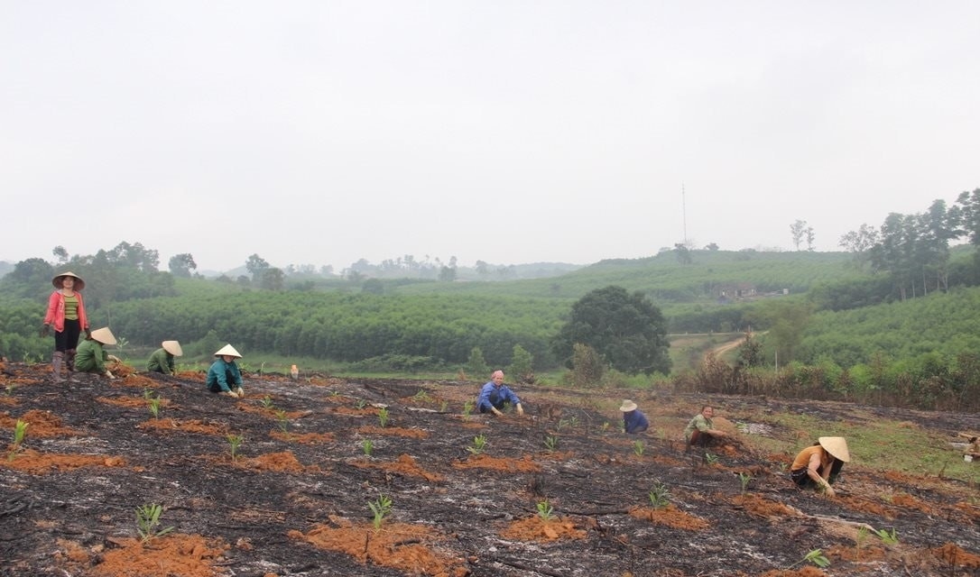 Đất rừng nhanh chóng được phủ xanh (Ảnh: Văn Trường)