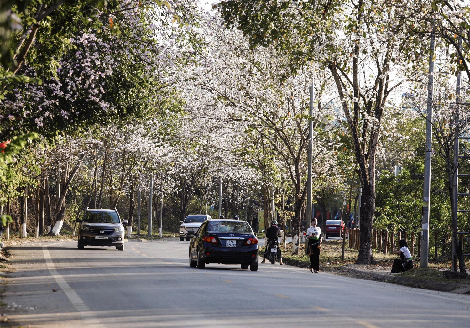 Sắc ban trắng nở rợp trời những ngày tháng Ba ở Điện Biên 