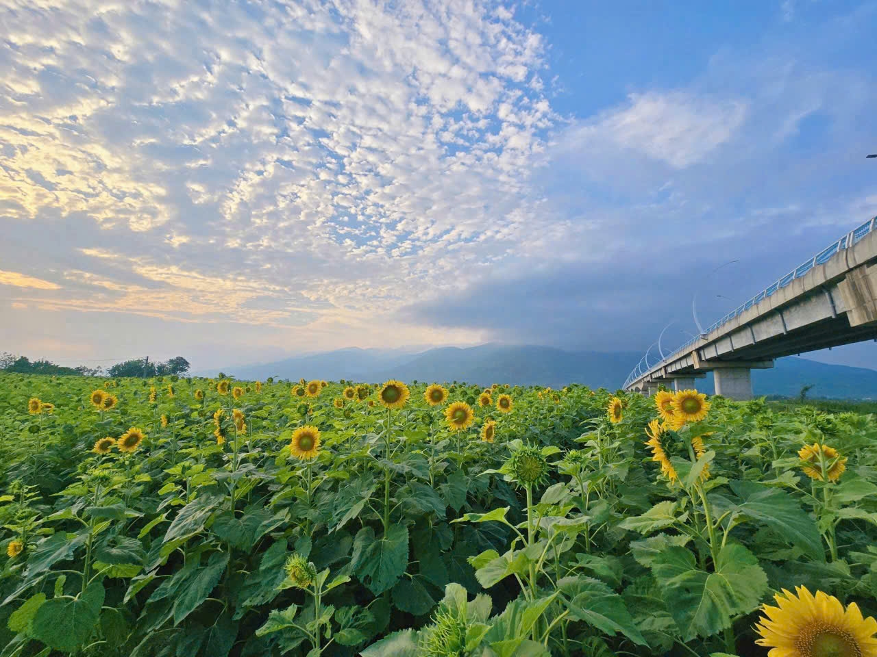 Nằm ven sông Vu Gia, dưới chân cầu An Bình, xã Vu Gia (TP. Đà Nẵng) cánh đồng hoa hướng dương rộng hơn 1,3ha đang vào mùa nở rộ. (Ảnh Đức Dương)