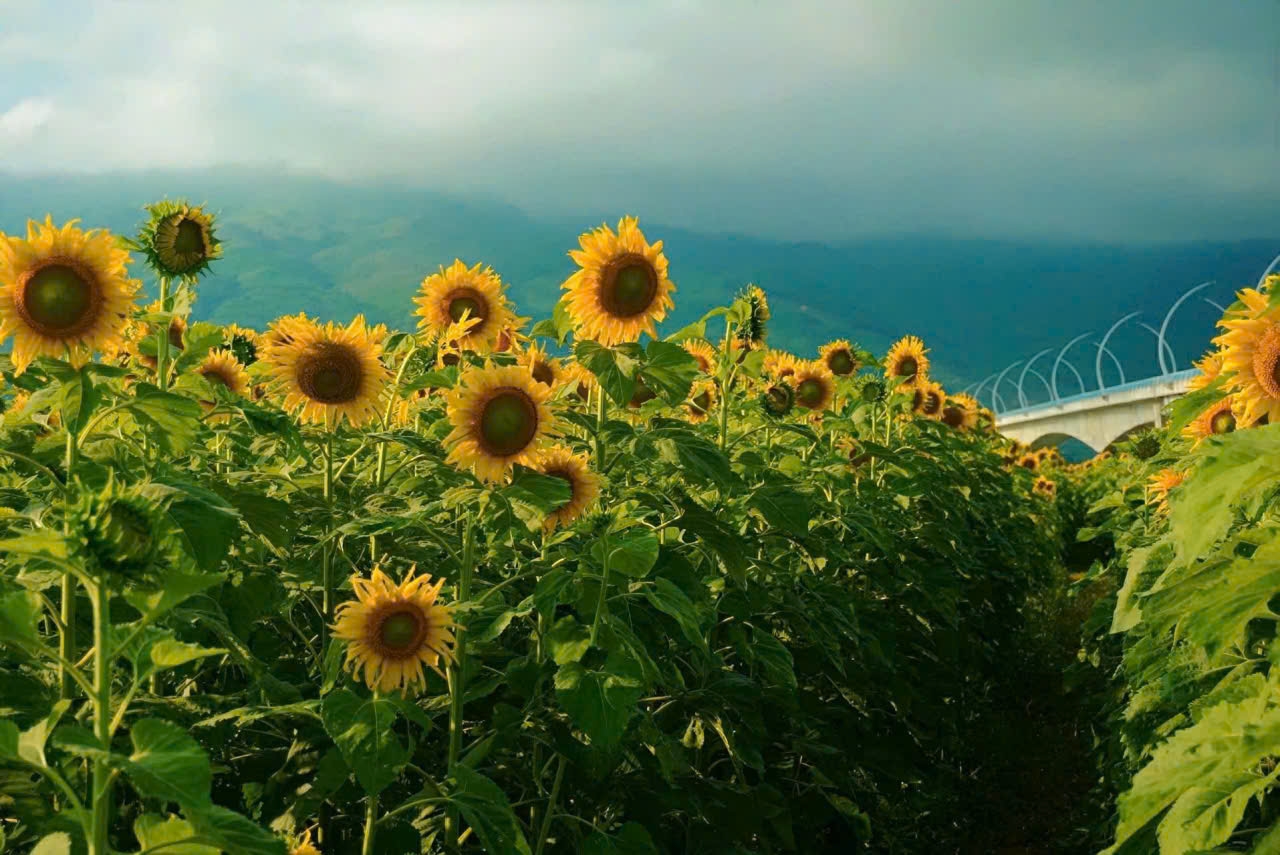 Với sắc vàng rực rỡ trải dài giữa không gian thanh bình của miền quê, cánh đồng hoa hướng dương ở xã Vu Gia đang dần trở thành điểm dừng chân mới cho du khách khi về với Đà Nẵng. (Ảnh Đức Dương)