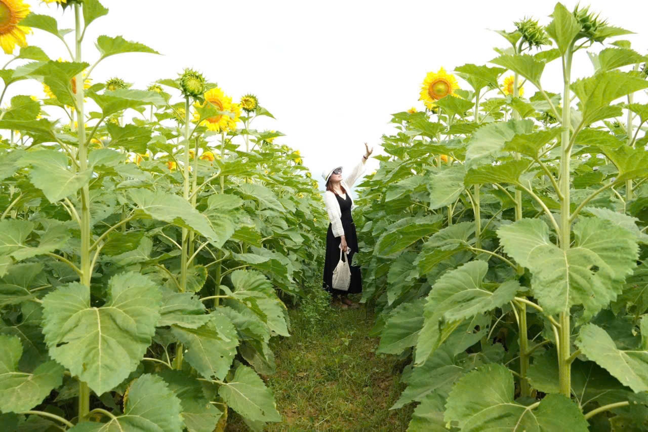 Ngay từ sáng sớm, nhiều nhóm du khách, đặc biệt là các bạn trẻ và gia đình đã tìm đến đây để tham quan, lưu lại những bức ảnh đẹp giữa không gian ngập tràn sắc hoa. (Ảnh Đức Dương)