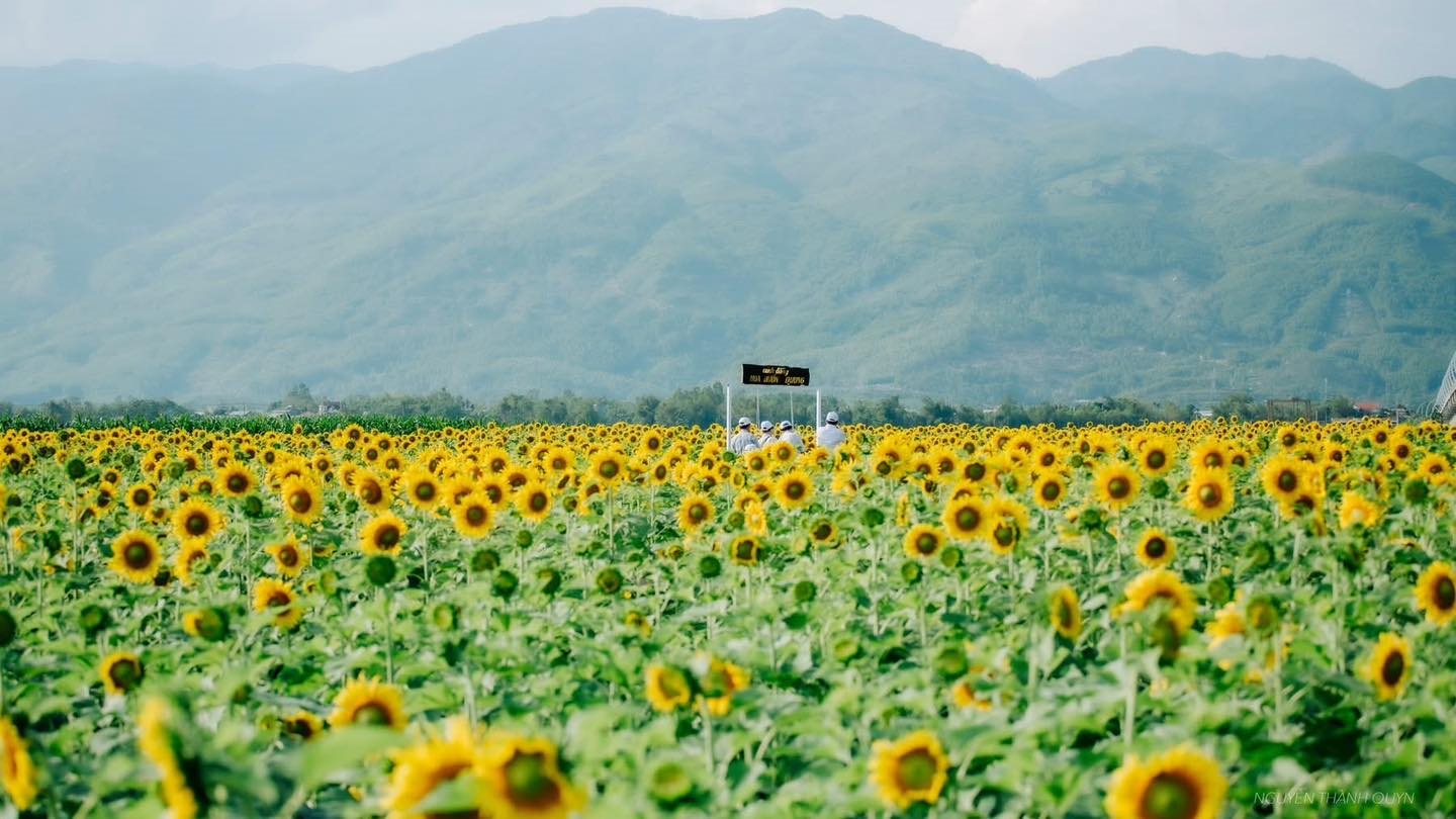Từ xa nhìn lại, cả cánh đồng như một tấm thảm vàng trải dài giữa không gian xanh mát của vùng quê, tạo nên khung cảnh vừa bình dị vừa ấn tượng. (Ảnh Đức Dương)