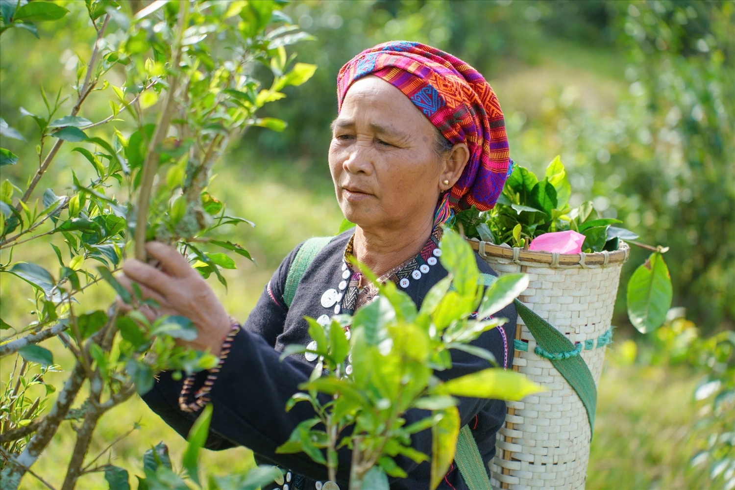 Bà Hồ Thị Bảy, thôn Húc Ván Ry, xã Khe Sanh, thành viên HTX đang hái chè thủ công