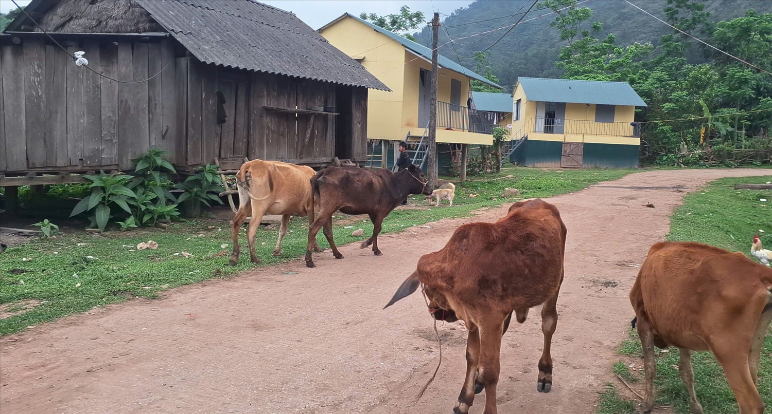 Những con bò dự án còn lại ở bản K Ai hiện cũng gầy gò, ốm yếu (Ảnh: Phạm Tiến)