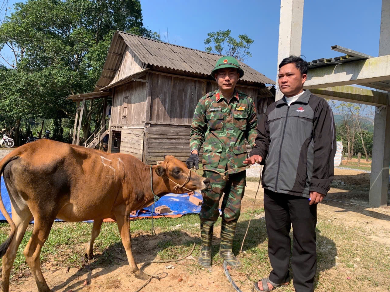 Bò dự án do Đoàn Kinh tế 92 cấp cho đồng bào ở xã Dân Hóa (Ảnh: Đoàn Kinh tế 92 cung cấp)