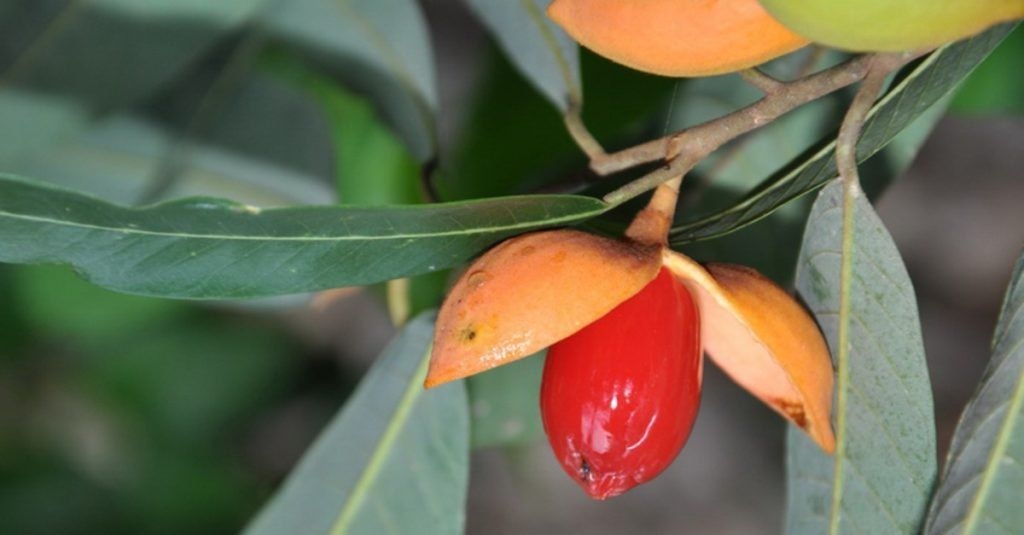 (Tổng hợp) Cây máu chó – Dược liệu dân gian chữa bệnh hiệu quả 1