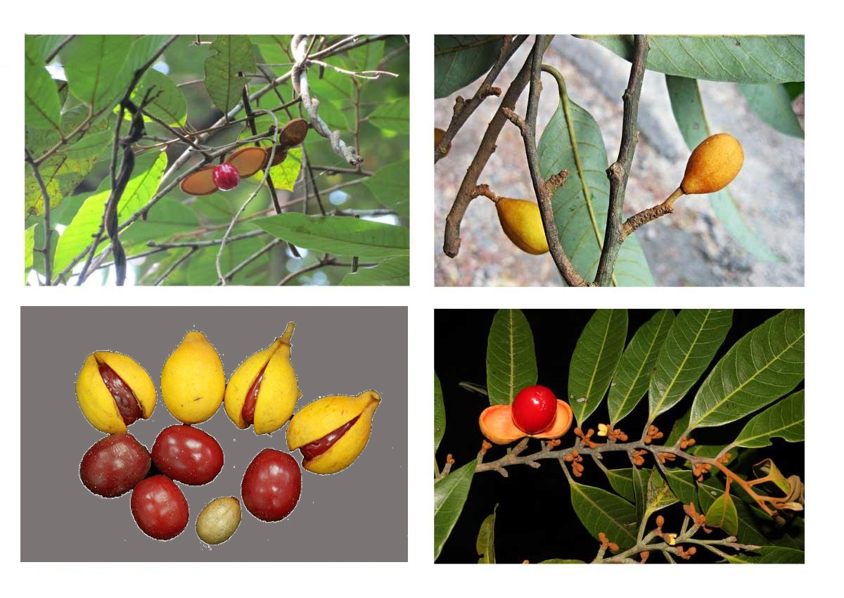  Trong y học cổ truyền Việt Nam, cây máu chó là một vị thuốc quen thuộc, được sử dụng từ lâu đời trong việc chữa trị nhiều loại bệnh khác nhau