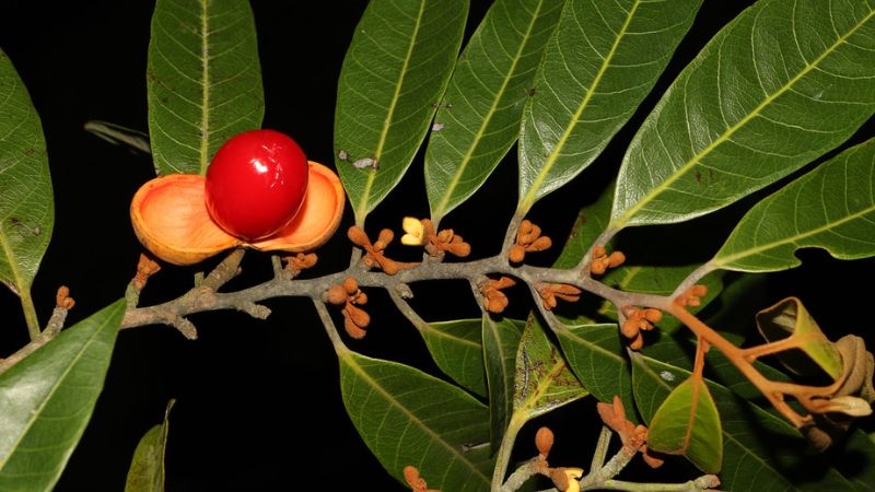 (Tổng hợp) Cây máu chó – Dược liệu dân gian chữa bệnh hiệu quả 2