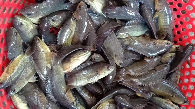 (Tổng hợp) Hướng dẫn kỹ thuật nuôi cá rô đồng thương phẩm 2