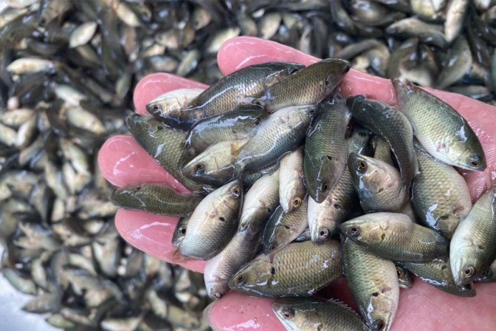 (Tổng hợp) Hướng dẫn kỹ thuật nuôi cá rô đồng thương phẩm 1