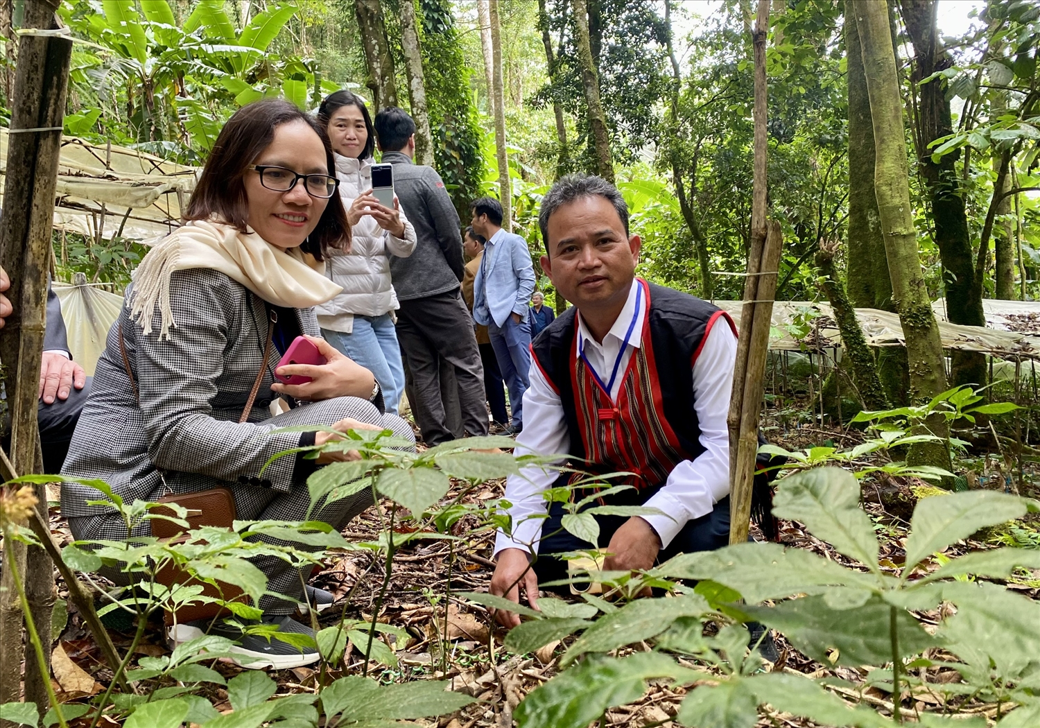 Tỉnh Quảng Ngãi cũng xác định gắn phát triển cây dược liệu với việc bảo tồn nguồn gen quý và phát huy tri thức bản địa của đồng bào DTTS để phát triển kinh tế tuần hoàn. (Ảnh: Ngọc Chí)