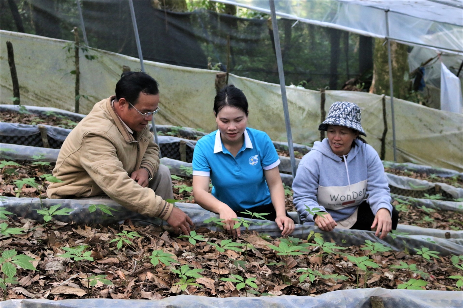 Cây sâm Ngọc Linh đã giúp cho nhiều hộ đồng bào DTTS ở tỉnh Quảng Ngãi thoát nghèo và vươn lên làm giàu. (Ảnh: Ngọc Chí)