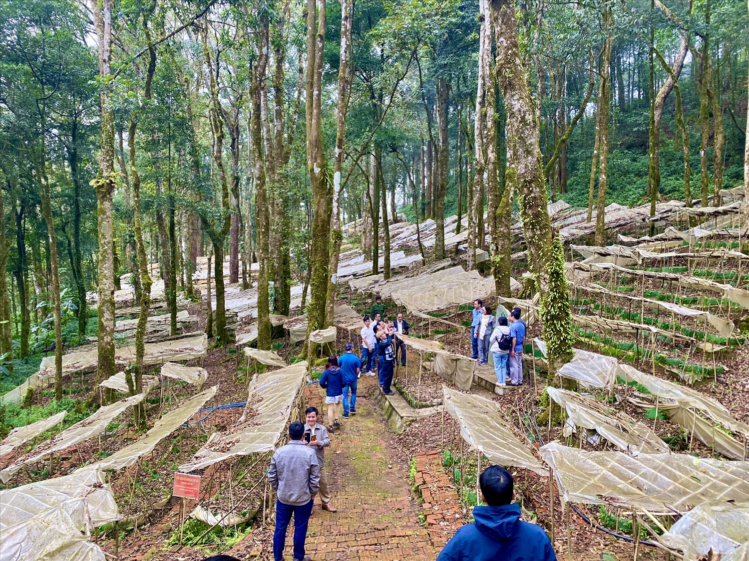 Tỉnh Quảng Ngãi đề ra chỉ tiêu đến năm 2035 trở thành vùng trồng dược liệu trọng điểm Quốc gia. (Ảnh: Ngọc Chí)