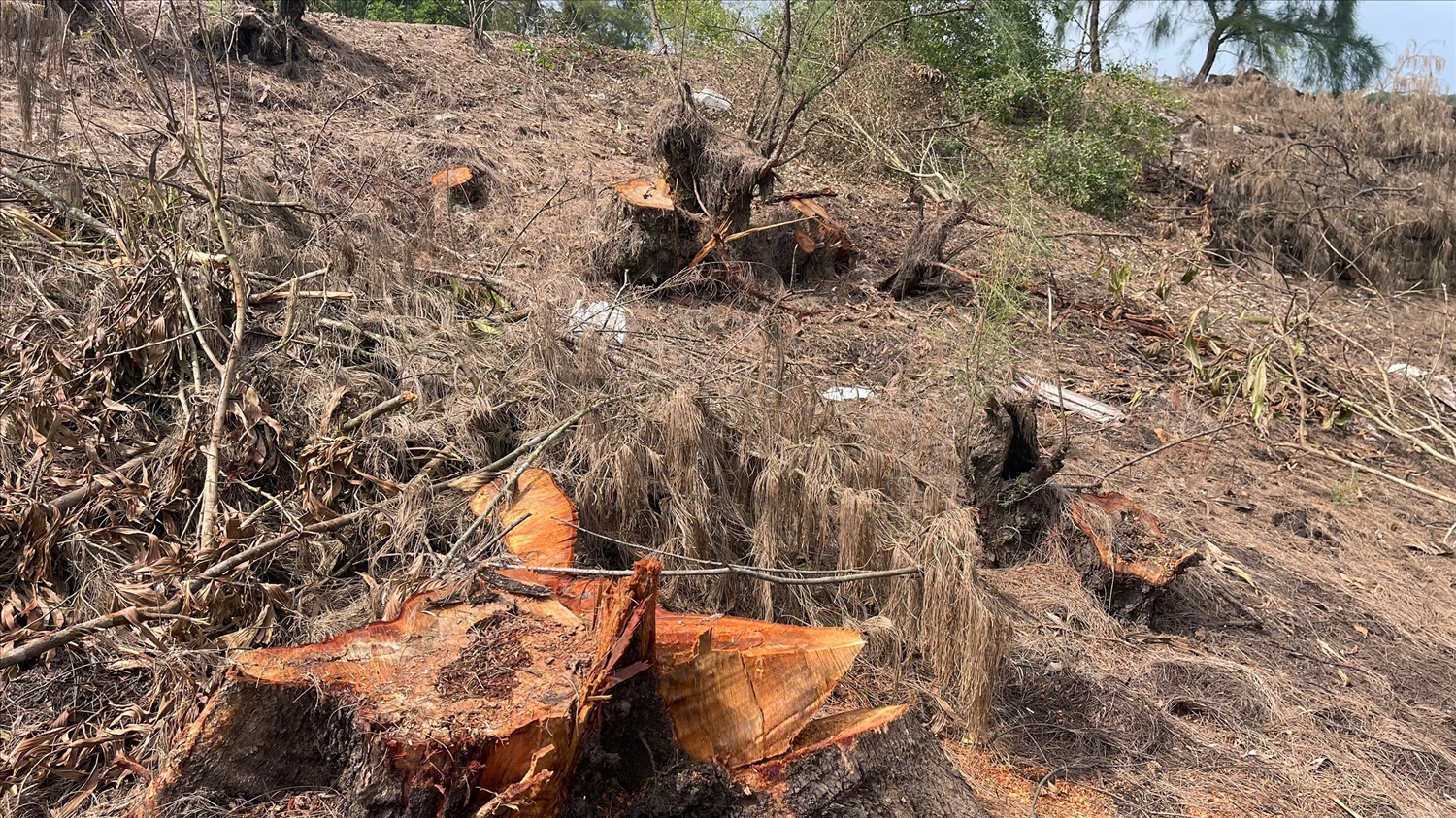 Rừng phòng hộ Bàu Tró (phường Đồng Hới, tỉnh Quảng Trị) đã bị chặt phá trái phép với khối lượng 3,868 m3 gỗ (Ảnh: Phạm Tiến)