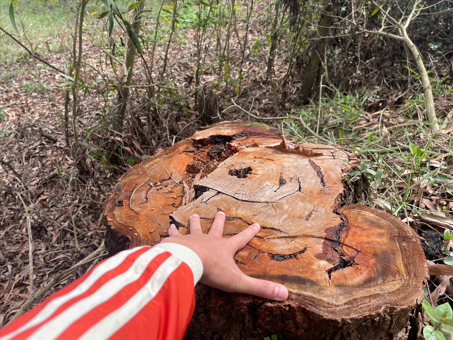 Nhiều cây có đường kính trên 40 cm (Ảnh: Phạm Tiến)