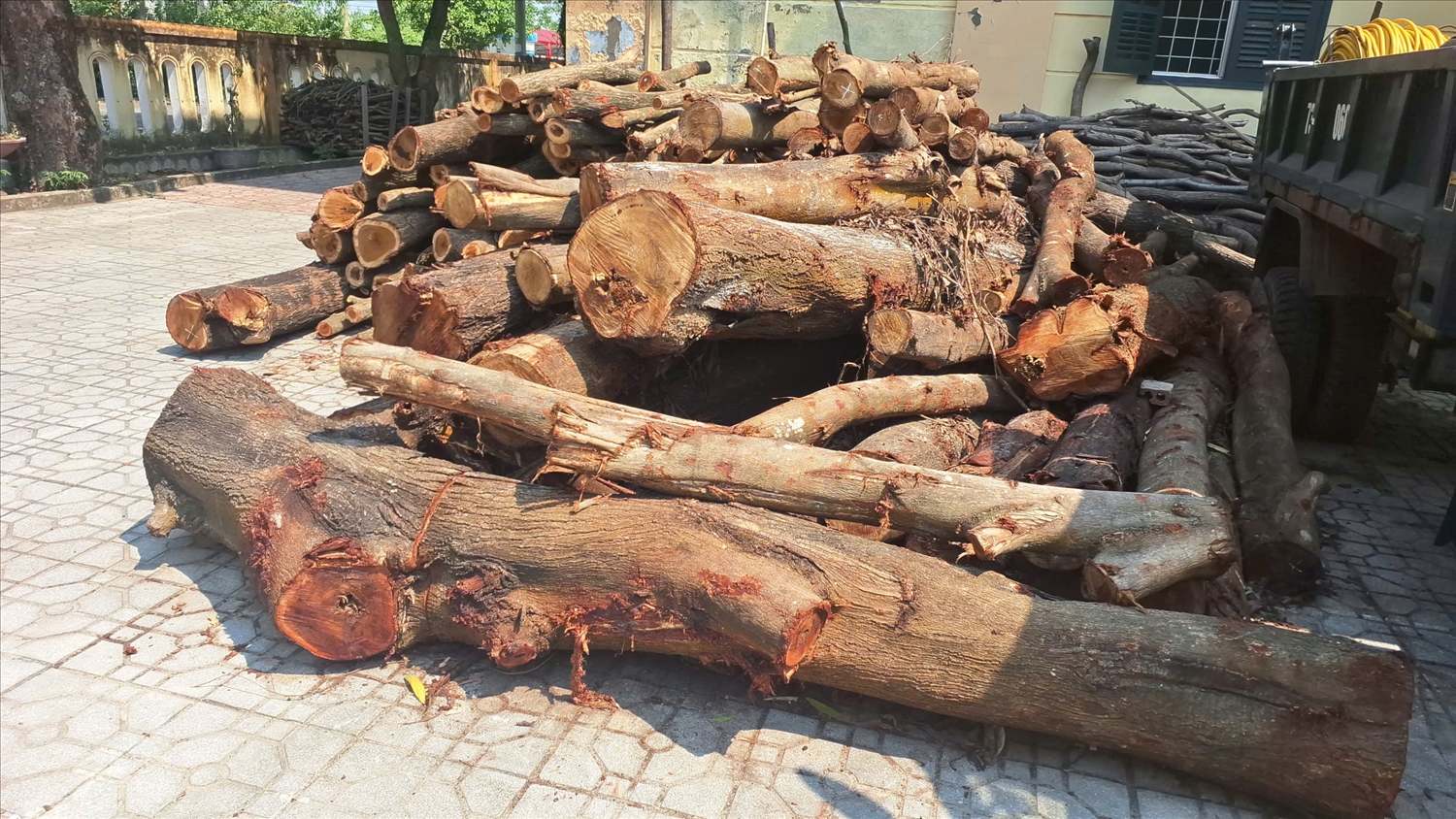 Theo Quyết định xử phạt, khối lượng gỗ bị khai thác trong rừng không được phép của cơ quan có thẩm quyền là 3,868m3 (Ảnh: Phạm Tiến)