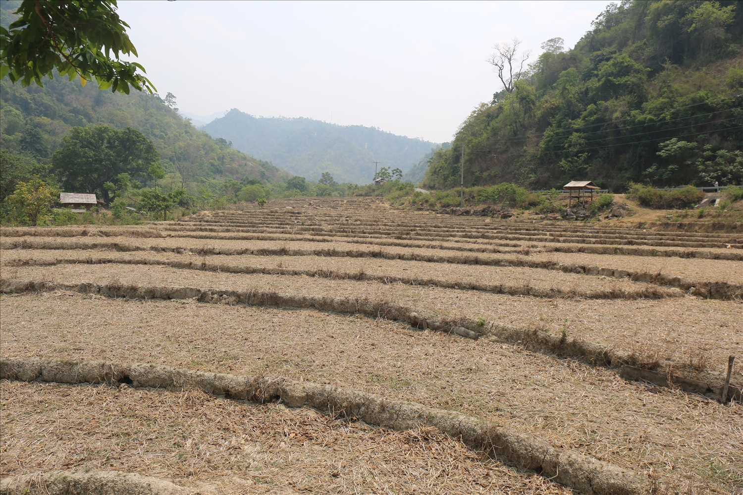 Người dân miền Tây Nghệ An đang thiếu sinh kế bền vững để bám bản - Trong ảnh: Những thuở ruộng thiếu nước ở xã Mường Típ