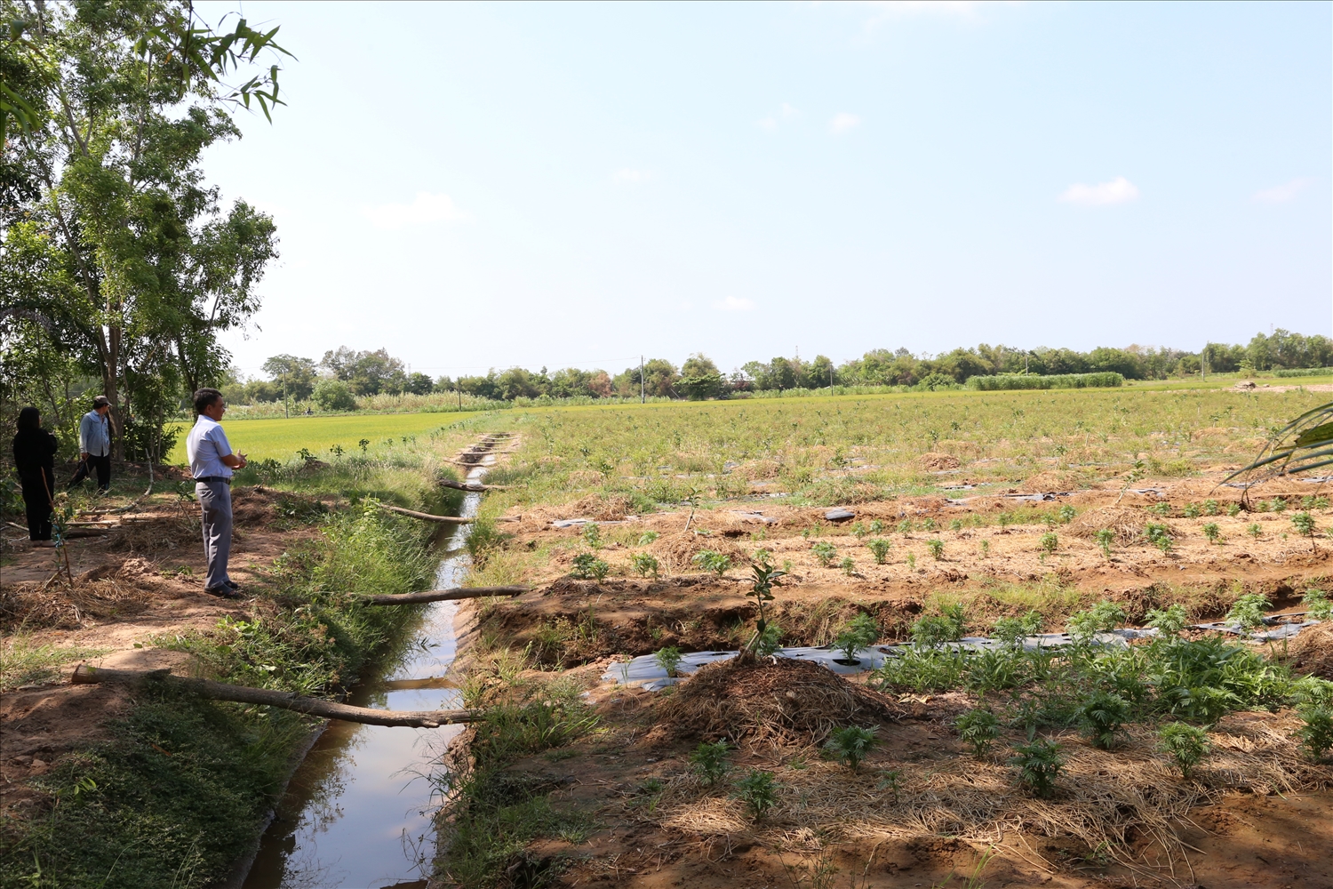 Nhiều mô hình hỗ trợ sinh kế được triển khai trong vùng đồng bào đang phát huy hiệu quả (Trong ảnh: Mô hình trồng chanh không hạt của nông dân ấp Sa Văng)