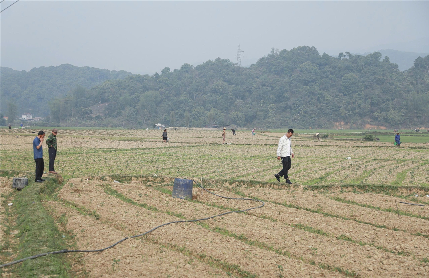 Xã Mường Phăng hướng tới phát triển nông nghiệp bền vững