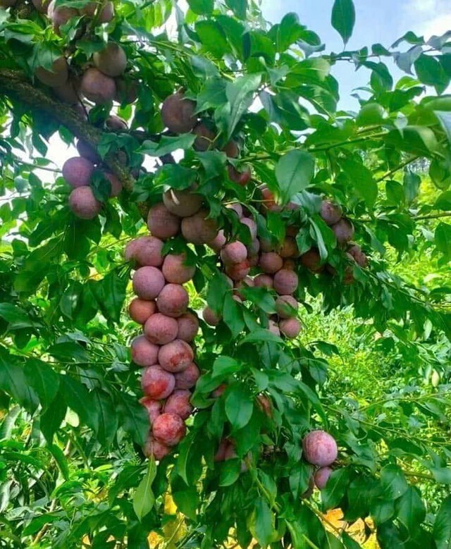 Sơn La hiện là vùng trồng mận lớn nhất cả nước diện tích khoảng 12.000 ha, với sản lượng ước tính khoảng 80.000 tấn mỗi năm. Ảnh: ITN