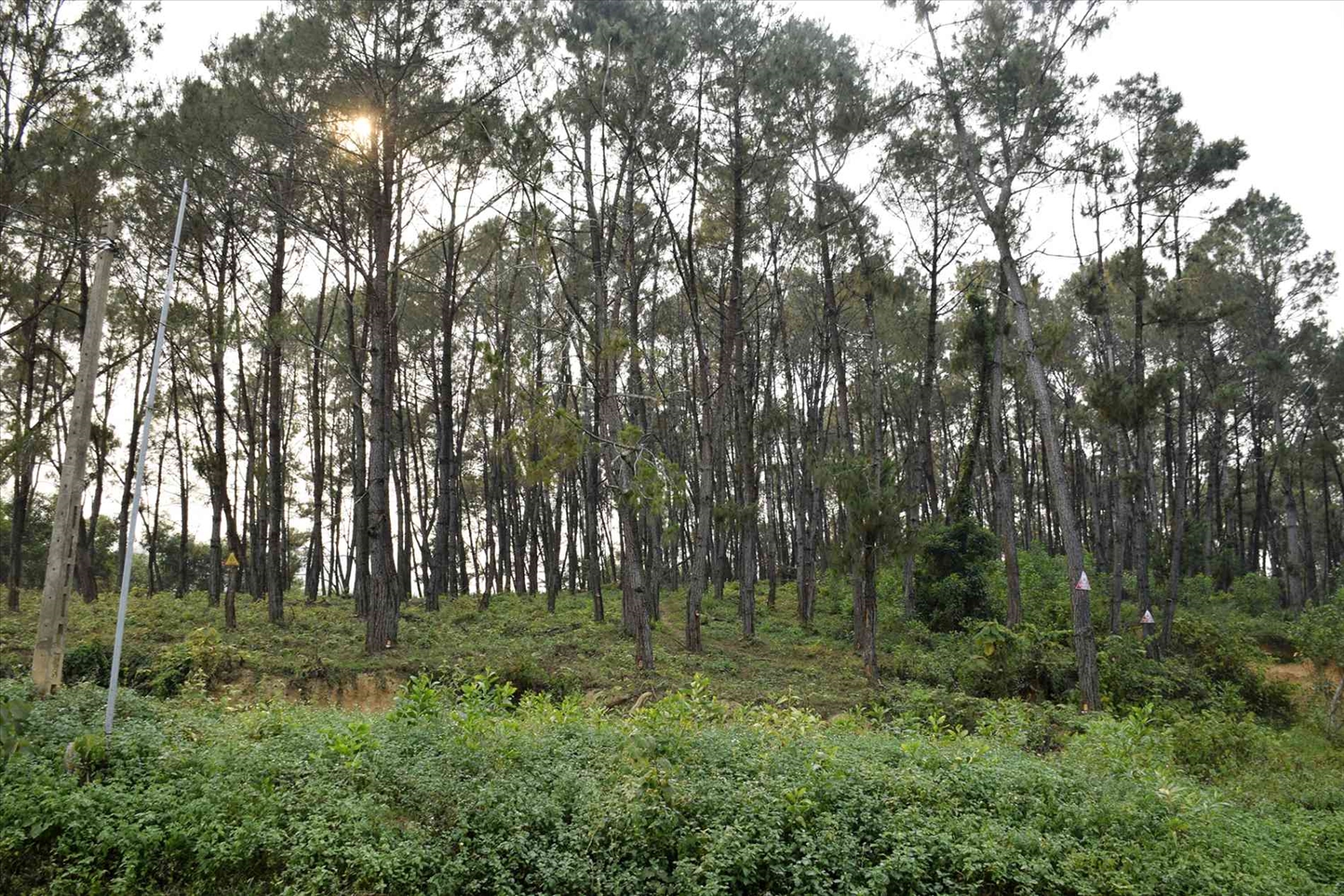 Nhiều khu vực rừng ở Nghệ An đang ở mức cảnh báo III và IV - Ảnh: T.H